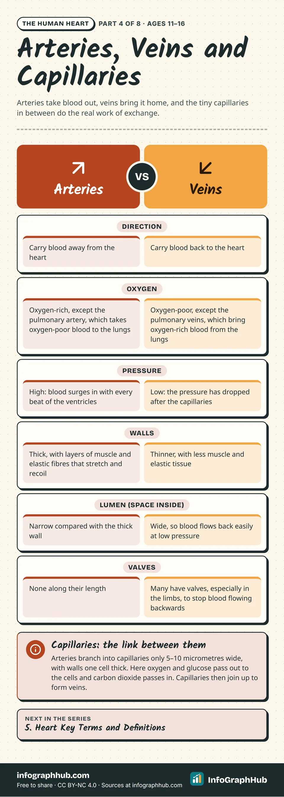 Comparison of arteries and veins in six rows: direction, oxygen, pressure, walls, lumen and valves, with a note that capillaries, one cell thick and 5–10 micrometres wide, link them and exchange substances with cells.