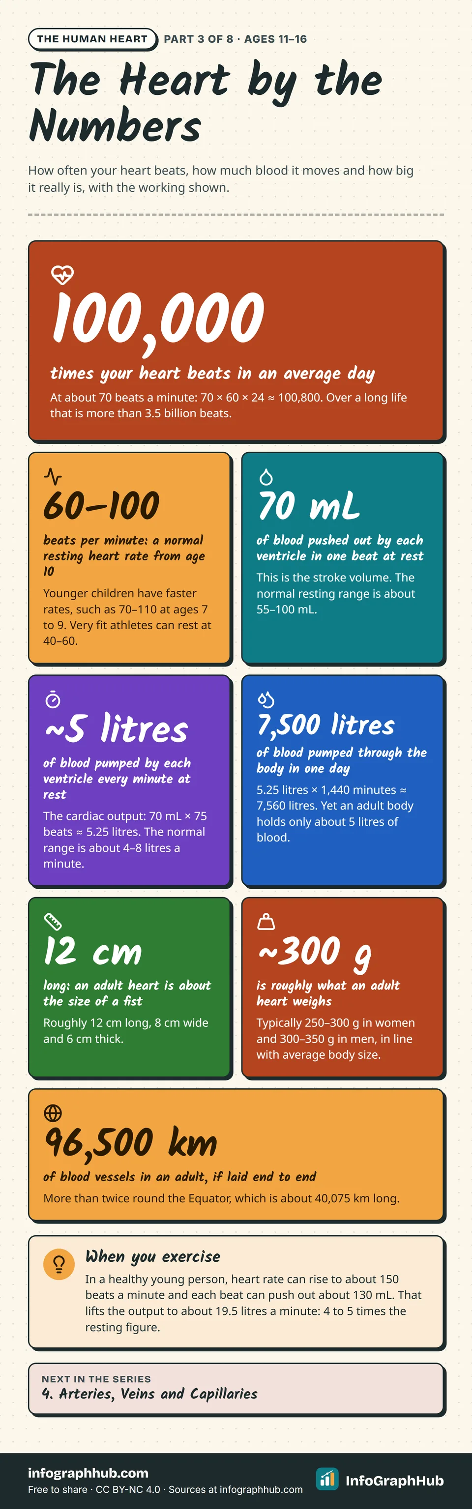 Big-number infographic about the heart: about 100,000 beats a day, a resting rate of 60–100 beats per minute from age 10, 70 mL per beat, about 5 litres a minute, 7,500 litres a day, 12 cm long and 250–350 g.