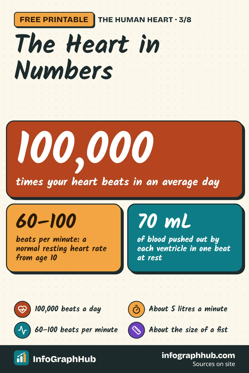 Big-number infographic about the heart: about 100,000 beats a day, a resting rate of 60–100 beats per minute from age 10, 70 mL per beat, about 5 litres a minute, 7,500 litres a day, 12 cm long and 250–350 g.