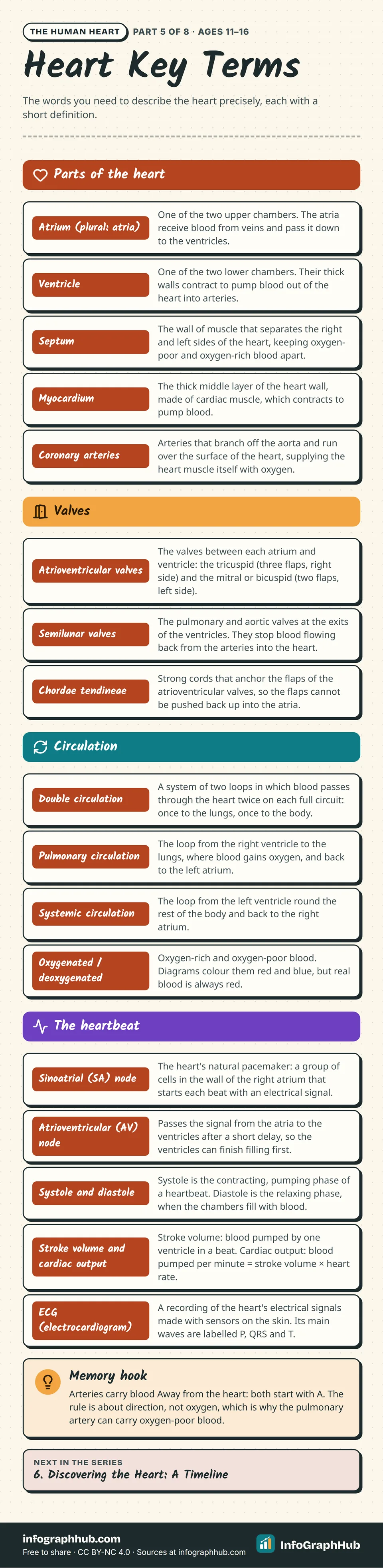 Cheat sheet of 17 heart key terms in four groups: parts of the heart, valves, circulation and the heartbeat, from atrium, ventricle and septum to semilunar valves, double circulation, SA node, systole and ECG.