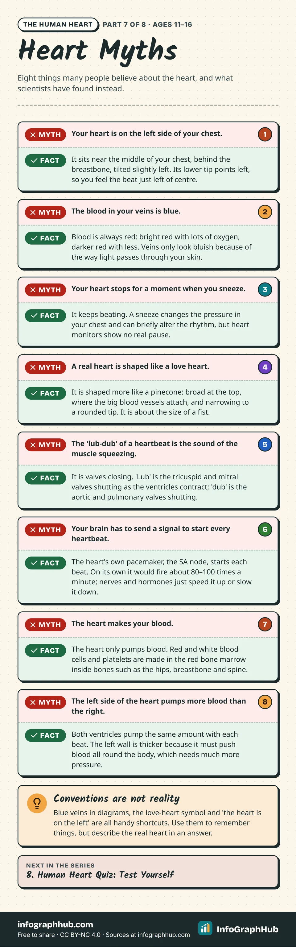 Myths and facts infographic correcting eight heart myths: the heart is central not left, blood is never blue, it does not stop when you sneeze, it is not love-heart shaped, and lub-dub is the sound of valves closing.