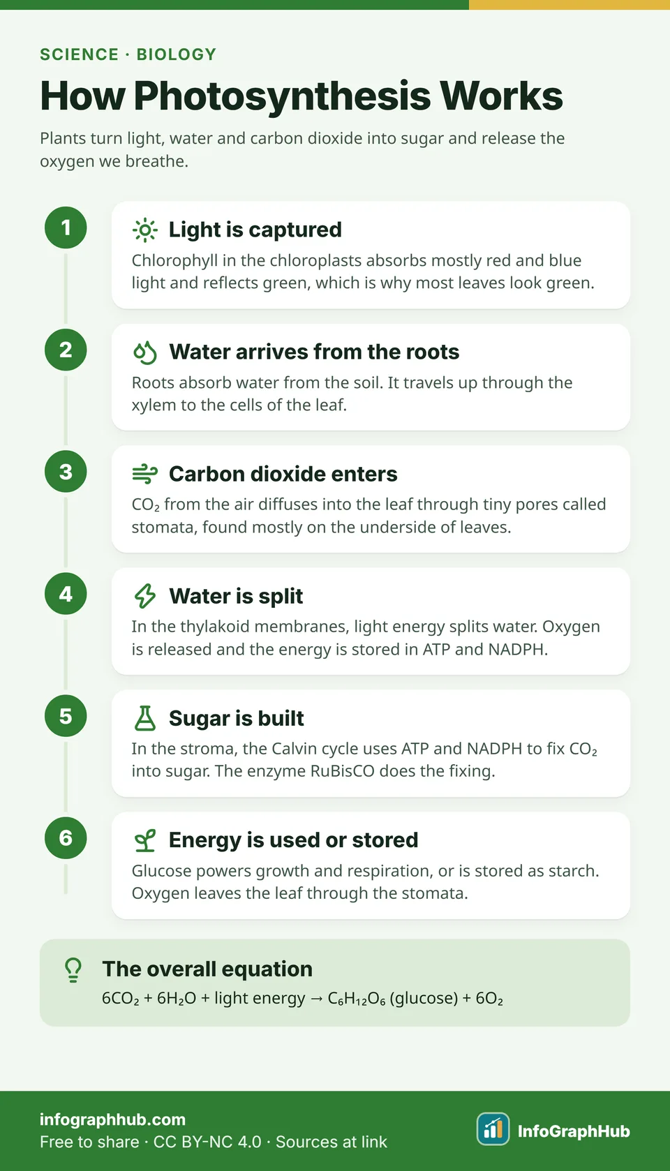 Step-by-step infographic of photosynthesis: light captured by chlorophyll, water drawn up from roots, CO₂ entering through stomata, water split in thylakoids, sugar built in the Calvin cycle, oxygen released.