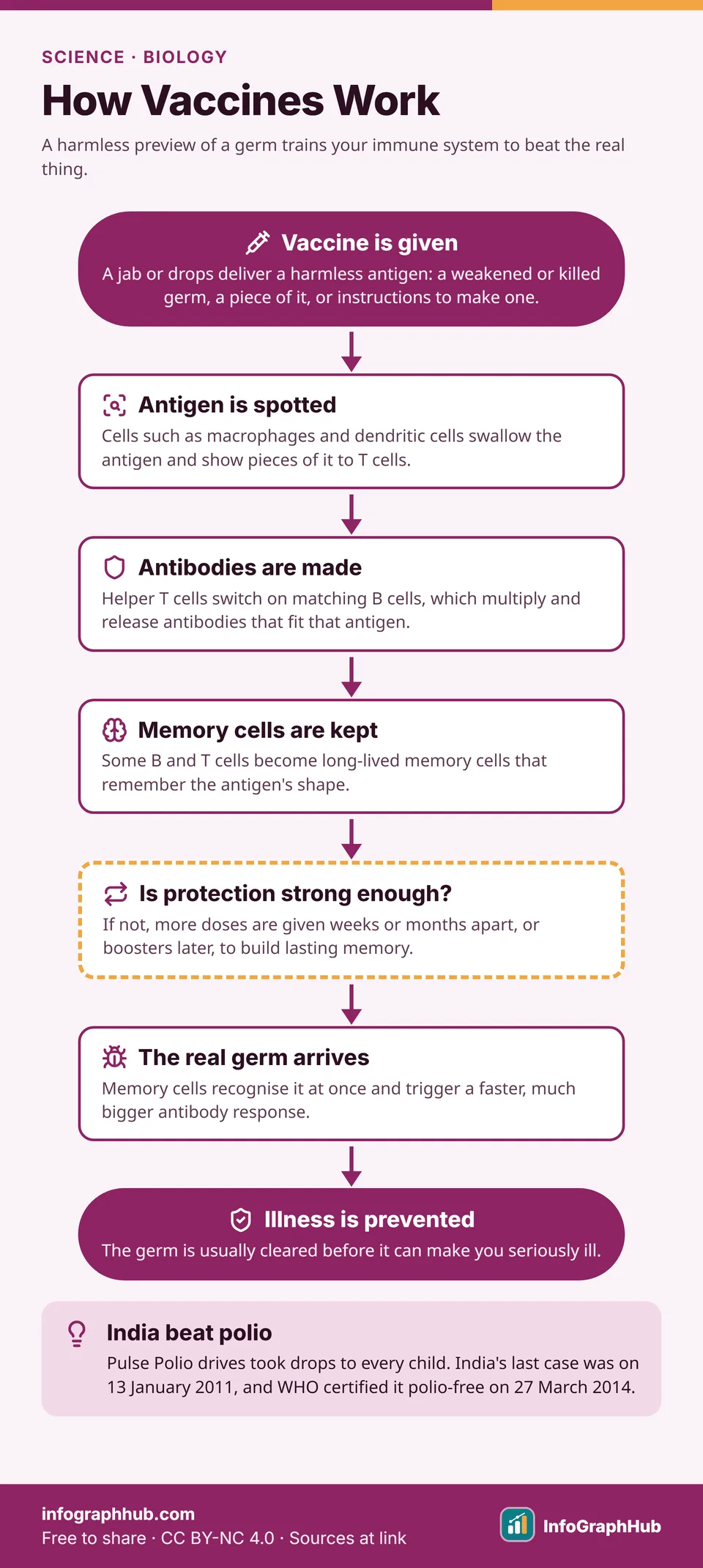 Flowchart showing how vaccines work: a vaccine delivers an antigen, immune cells spot it, B cells make antibodies, memory cells form, extra doses if needed, then memory cells quickly defeat the real germ.