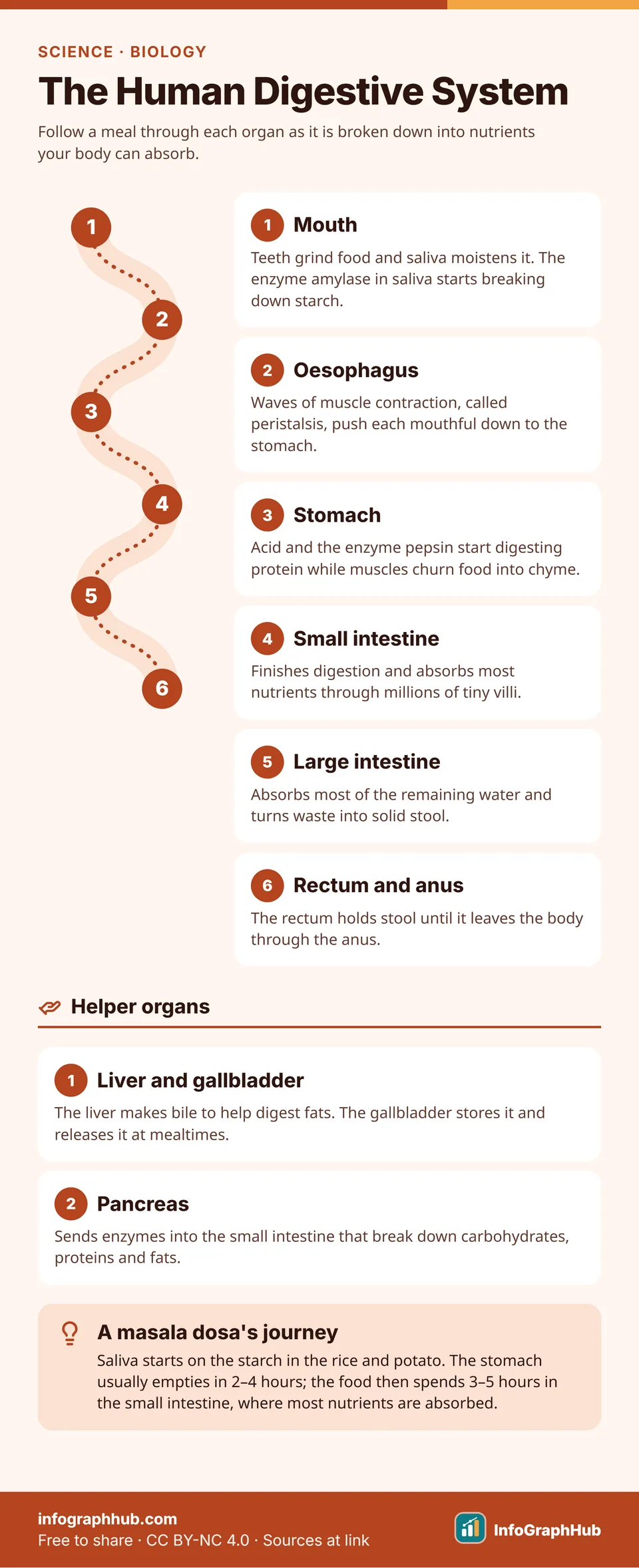 Anatomy infographic of the human digestive system: a numbered pathway through the mouth, oesophagus, stomach, small intestine, large intestine and rectum, plus the liver, gallbladder and pancreas as helper organs.