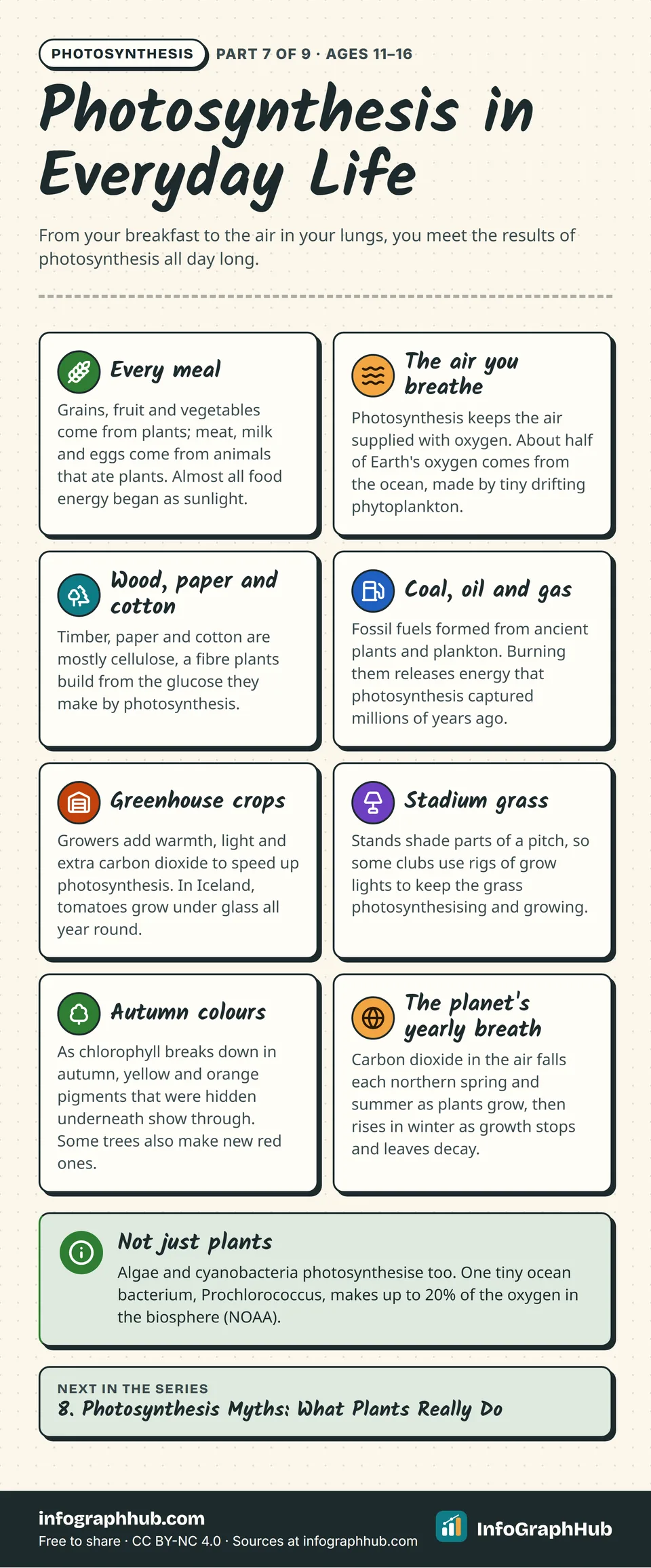 Eight cards showing photosynthesis in everyday life: food, oxygen from the ocean, wood, paper and cotton, fossil fuels, greenhouse crops, stadium grow lights, autumn leaf colours and the yearly rise and fall of carbon dioxide.