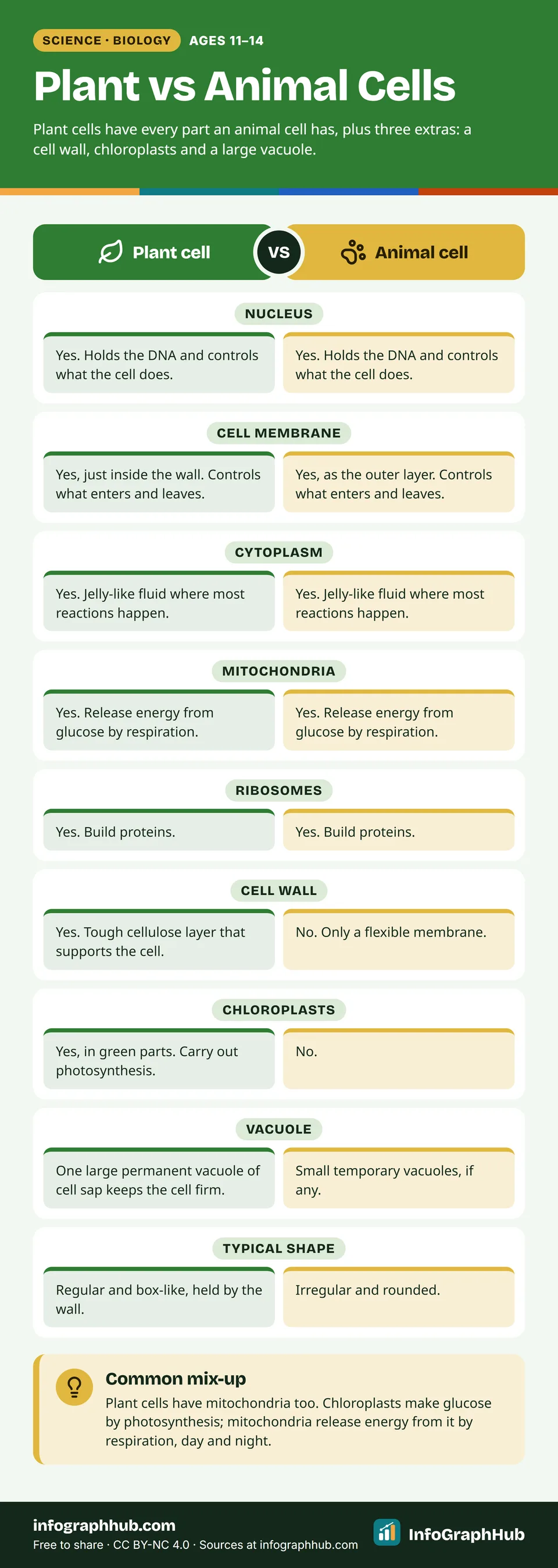 Comparison chart of plant and animal cells. Both have a nucleus, cell membrane, cytoplasm, mitochondria and ribosomes; only plant cells have a cellulose cell wall, chloroplasts and a large permanent vacuole.