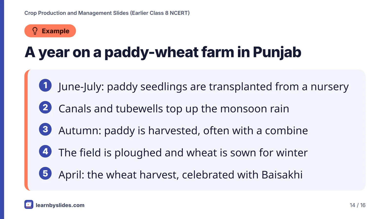 Slide 14 of 16: A year on a paddy-wheat farm in Punjab