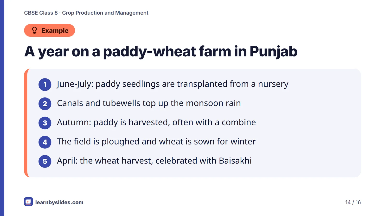 Slide 14 of 16: A year on a paddy-wheat farm in Punjab