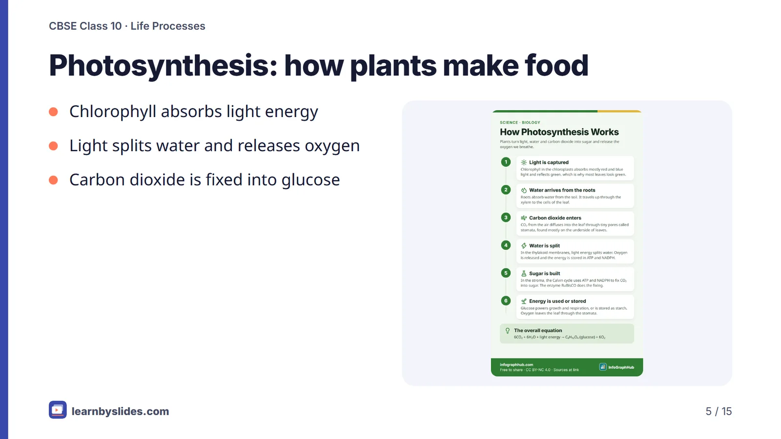 Slide 5 of 15: Photosynthesis: how plants make food