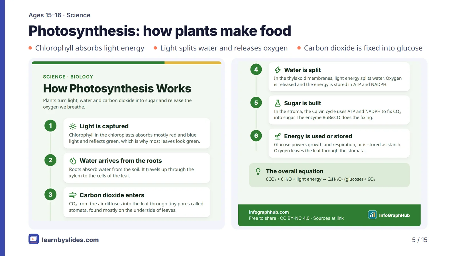 Slide 5 of 15: Photosynthesis: how plants make food