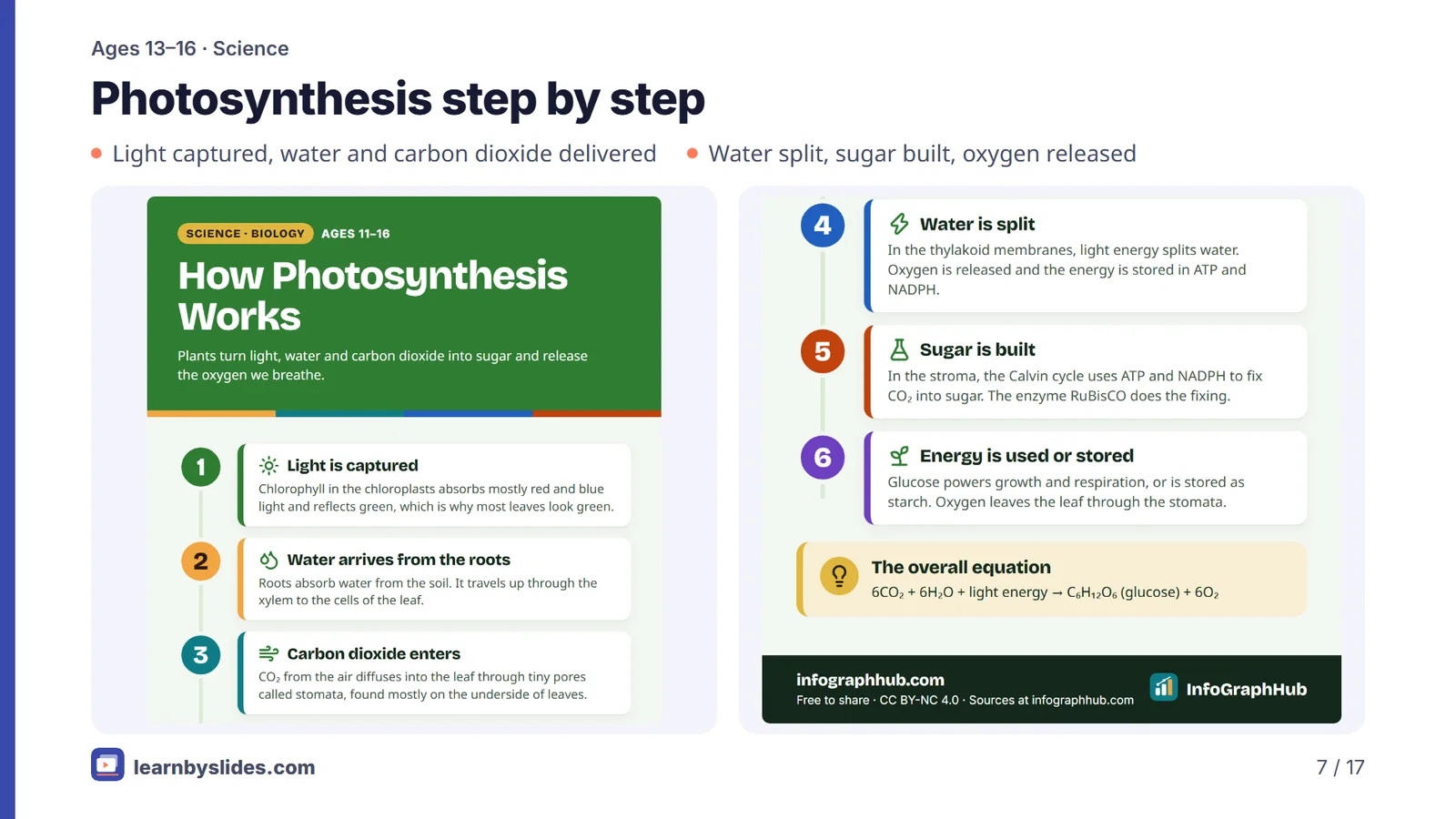 Slide 7 of 17: Photosynthesis step by step