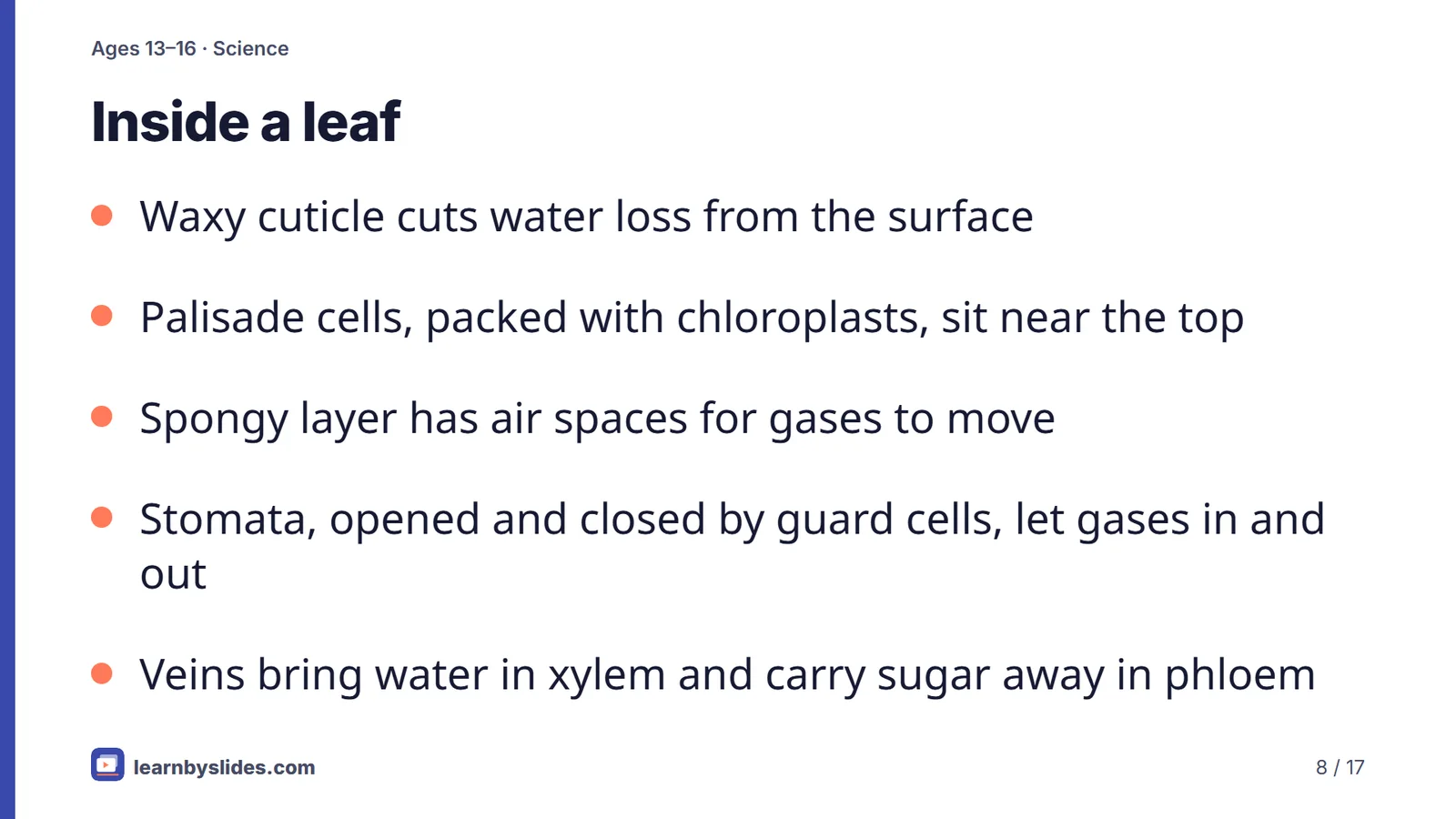 Slide 8 of 17: Inside a leaf