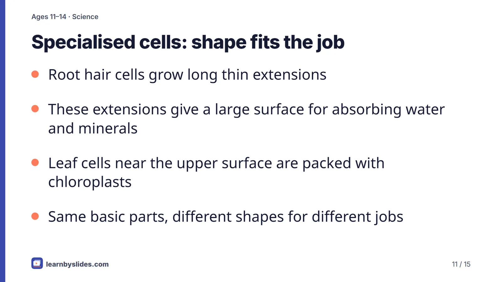 Slide 11 of 15: Specialised cells: shape fits the job
