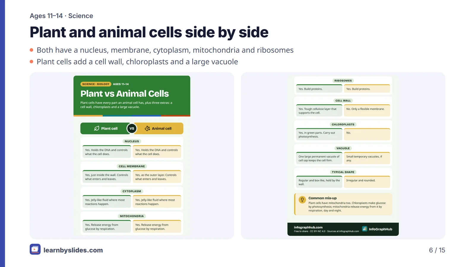 Slide 6 of 15: Plant and animal cells side by side